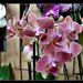 orchidea 36