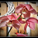 orchidea 41
