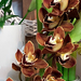 orchidea 40