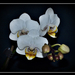 orchidea 42
