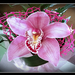 orchidea 43