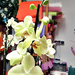 orchidea 47