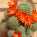 Virágzó kaktuszom
