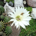 Kaktusz, méhecskék