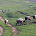 Tavasz bárányokkal