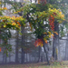 Ködös erdő IV.