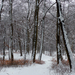 A téli erdő II.
