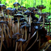 03 Őszi gombák Kerti tintagomba az erdőben