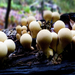 05 Őszi gombák Pöfeteg csoport