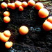 06 Őszi gombák Tűzgombs gömböcskék