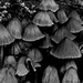 02 Őszi gombák Tintagomba kalapok