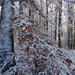 22 Novemberi tél a Medvesen