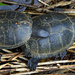 05 Mocsári teknősök a nádasban