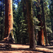 04 Sequoia Nemzeti Park