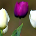02 Városom tulipánjai