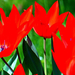 05 Városom tulipánjai
