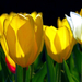 10 Városom tulipánjai