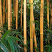 19 Füvészkerti bambusz