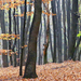 01 Novemberi erdő I.