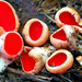 13 Csoportosana piros csészegombák