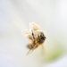 méh az angyaltrombitában