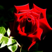 fraktált rózsa
