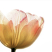 tulipán fényben