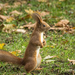 Közönséges mókus