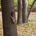 mókus a fán