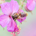 mézelő méh
