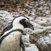 Humboldt-pingvin