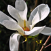 Kitárulkozó magnolia