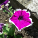 petunia, lila fehér szegéllyel