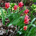 tulipán, társbérletben
