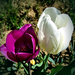 tulipán, lila - fehér
