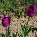 tulipán, lilák