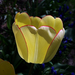 tulipán, sárga a fényben