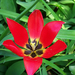 tulipán, kicsi nyitott