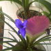 tillandsia, (szakállbromélia) a kinyílt virág