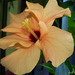 hibiscus, a szép-profilú