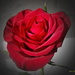 rózsa, vörös ajándék