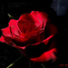 rózsa, esti fényben vöröslő