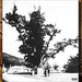 Salgótarján régen, a Rákosi fa még nem csonk 1969.