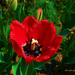 tulipán, az első cakkos