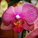 orchidea, lila mosoly