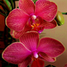 orchidea, testvérek