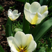 tulipán, a vajszínűek