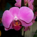 orchidea, egy virág