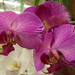 orchideák, lila mintás phalaenopsis