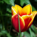 tulipán, ébredezés